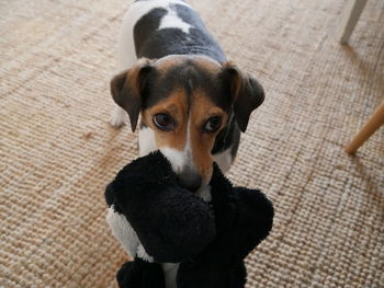 High angle view of puppy on floor