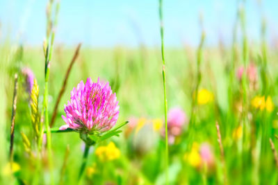 Close-up of pink flowering plant on field