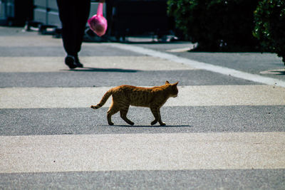 Low section of cat walking on road