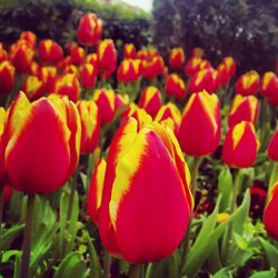 Close-up of red tulips blooming in field