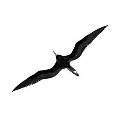 Low angle view of bird flying over white background