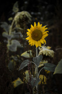 Close-up of yellow flowering plant