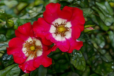 Close-up of red rose flower