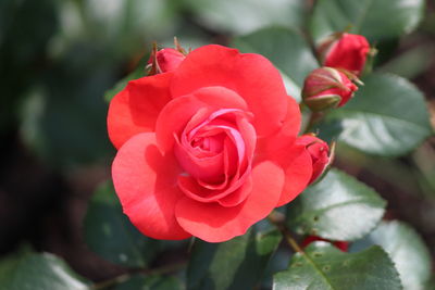 Close-up of red rose