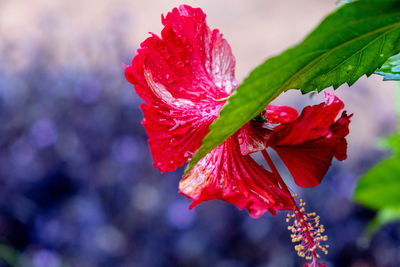 Close-up of red hibiscus flower