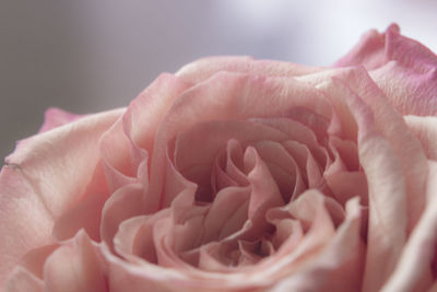 Close-up of pink flower