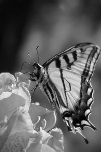 Butterfly on plant