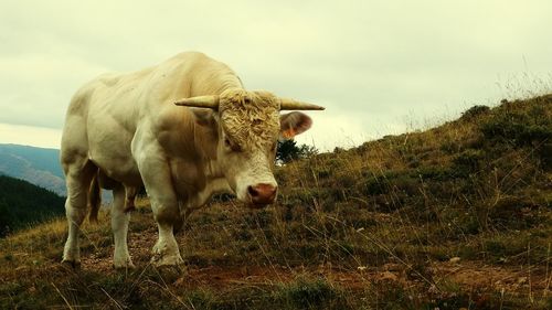 Cow standing on field against sky