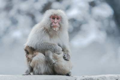 Monkey looking away on snow