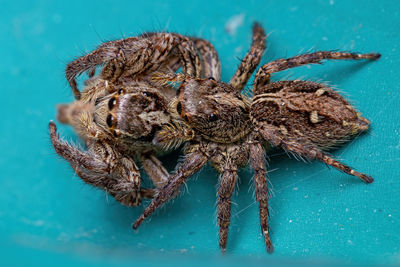 Close-up of spider