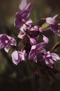 Close-up of pink flowers