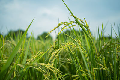 Close-up of crops growing on field against sky