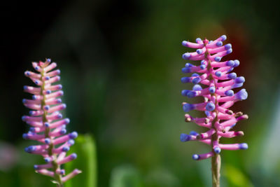 Close-up of purple flowers blooming outdoors