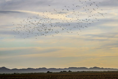 Flock of birds flying in sky