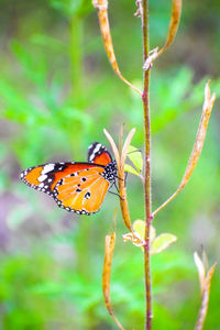 Close-up of butterfly pollinating flower