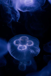 jellyfish