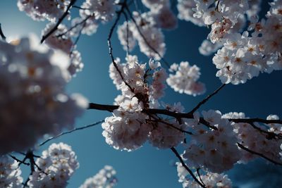 Low angle view of cherry blossoms against sky