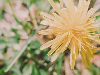 Close-up of plant growing on plant