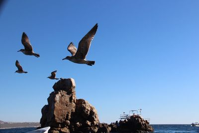 Low angle view of seagulls flying over sea against clear blue sky