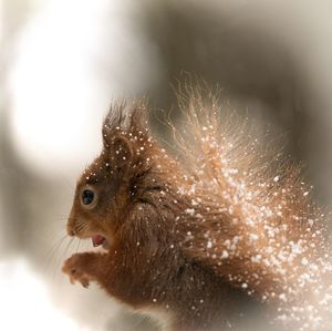 Close-up of squirrel