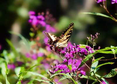 Butterfly on purple flower