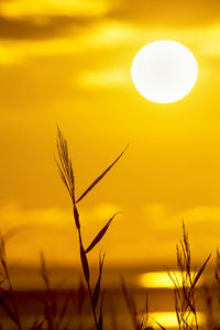 Close-up of silhouette plant against orange sunset sky