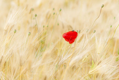 Close-up of poppy in field