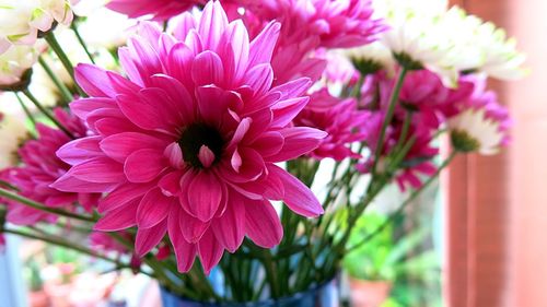 Close-up of pink flowers blooming outdoors