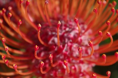 Full frame shot of red rose flower