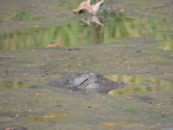 Duck swimming in water