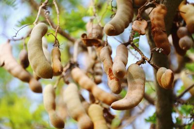 Close-up of fruits growing on tree