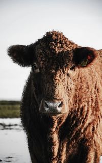 Close-up of a cow