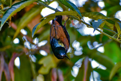 Close-up of insect on plant