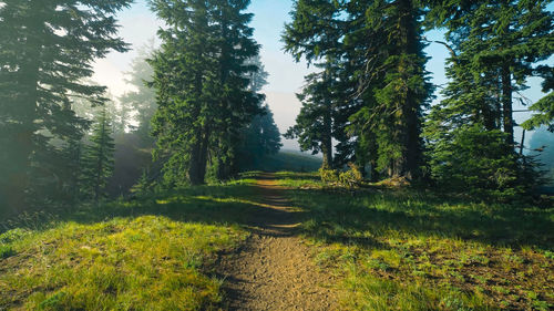 Trees in forest