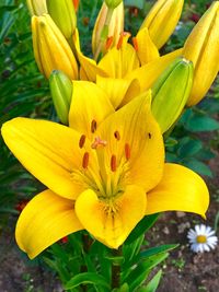 Close-up of yellow day lily blooming outdoors