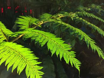 Close-up of fern leaves