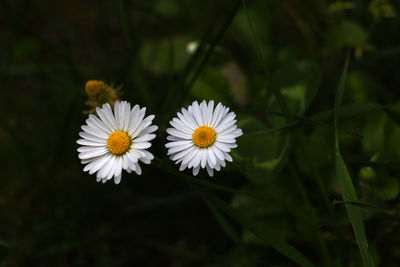 Close-up of white daisy flowers