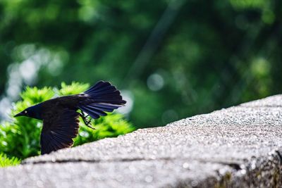 Side view of a bird flying against the wall