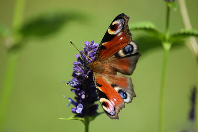 Close-up of butterfly on purple flower