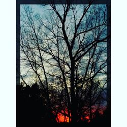 Low angle view of bare trees against sky