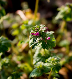 Close-up of flowering plant