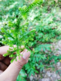 Close-up of hand holding plant