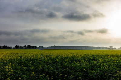 Scenic view of field against sky