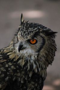 Close-up portrait of owl