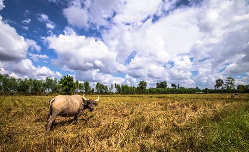 Sheep in a field