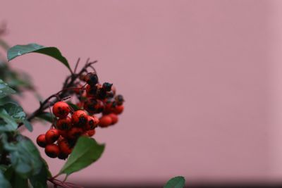 Close-up of red berries growing on plant