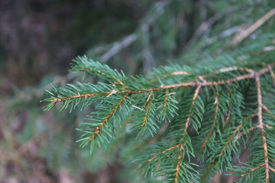 Close-up of pine tree