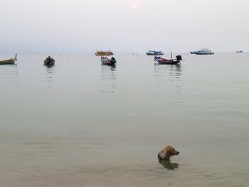 Boats in sea