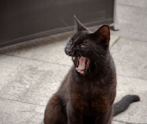 Cat sitting on footpath