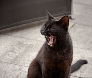 Cat yawning while sitting on footpath